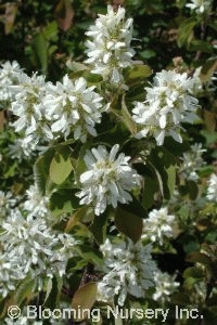 Amelanchier alnifolia                             